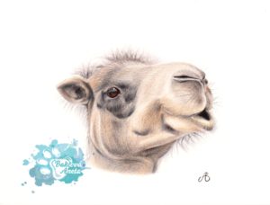 Camel drawing