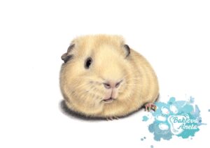 guinea pig portrait